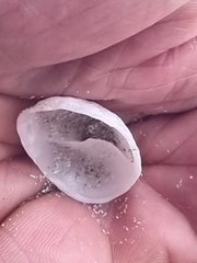 Crepipatella capensis