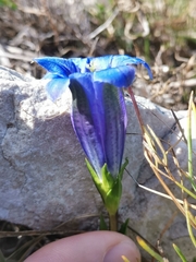 Gentiana clusii