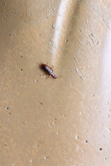 Dromius