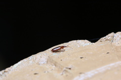 Dromius