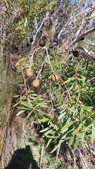 Leucadendron coniferum