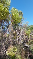 Leucadendron coniferum
