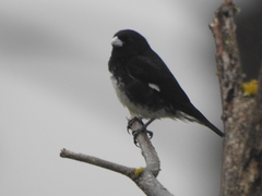 Sporophila luctuosa