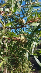 Leucadendron coniferum