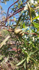 Leucadendron coniferum