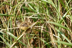 Prinia flaviventris