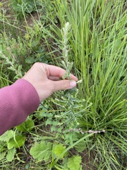 Athrixia phylicoides