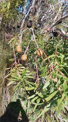 Leucadendron coniferum