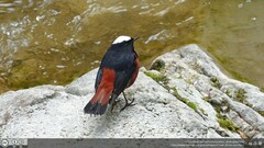 Phoenicurus leucocephalus