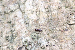 Bothrideridae