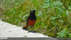 Phoenicurus leucocephalus