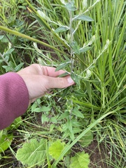 Athrixia phylicoides