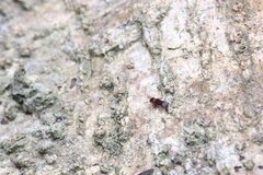 Bothrideridae