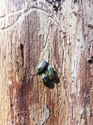 Elm Leaf Beetle
