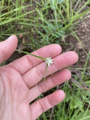 Cyperus niveus leucocephalus
