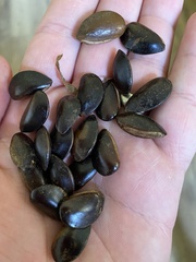 Chrysophyllum gorungosanum