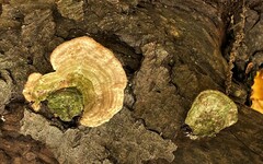 Trametes cubensis