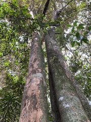 Chrysophyllum gorungosanum