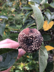 Monilinia fructigena