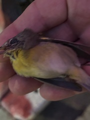 Leiothlypis ruficapilla