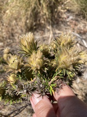 Phylica plumosa