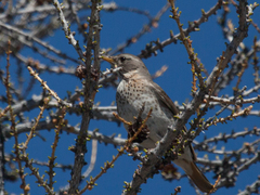 Turdus ruficollis