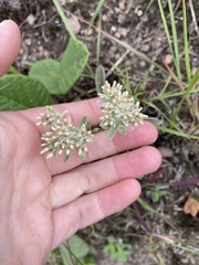 Helichrysum spiralepis