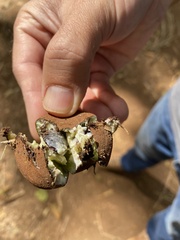 Chrysophyllum gorungosanum