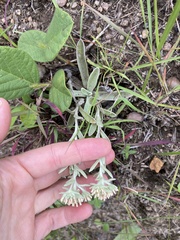 Helichrysum spiralepis