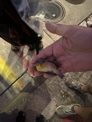 Leiothlypis ruficapilla