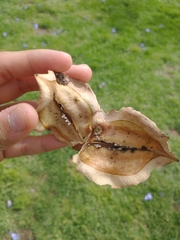Jacaranda mimosifolia