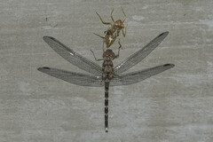 Bradinopyga geminata