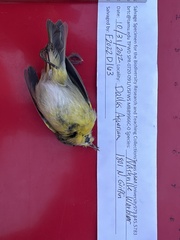 Leiothlypis ruficapilla