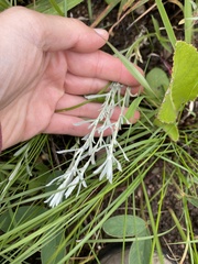 Helichrysum aureonitens
