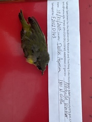 Leiothlypis ruficapilla