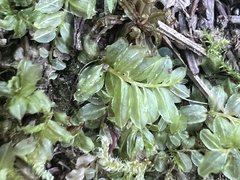 Mniaceae