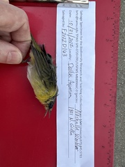 Leiothlypis ruficapilla