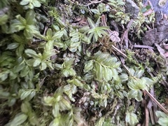 Mniaceae