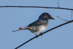 Dicrurus caerulescens