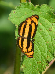 Pantoporia