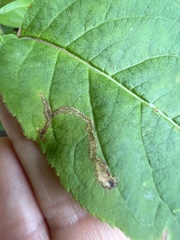 Aulagromyza orbitalis