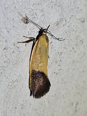 Merocroca automima