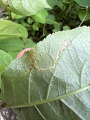 Aulagromyza orbitalis