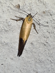 Merocroca automima