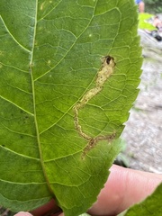 Aulagromyza orbitalis