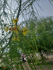 Parkinsonia aculeata