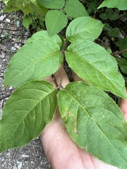 Aulagromyza orbitalis