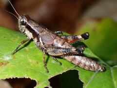 Melanoplus rusticus