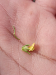 Aspalathus cliffortiifolia