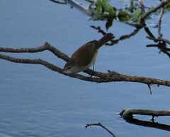 Acrocephalus gracilirostris